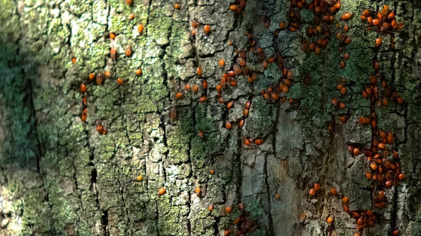 Colonia Insectos Rojos Bengala Parque Árboles Bosque Flora Fauna Naturaleza — Foto de Stock