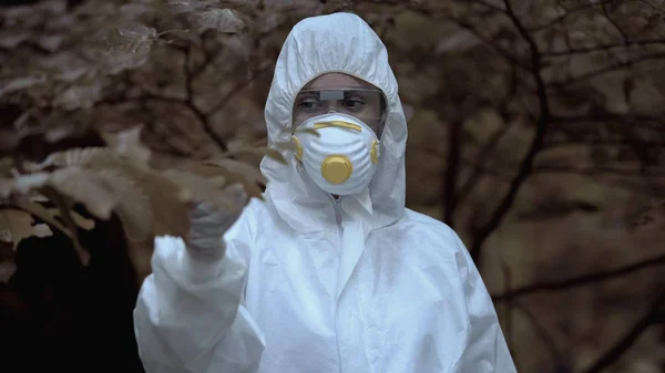 Trabajadora Laboratorio Que Sostiene Hojas Árboles Infectadas Estudiando Tipo Contaminación —  Fotos de Stock