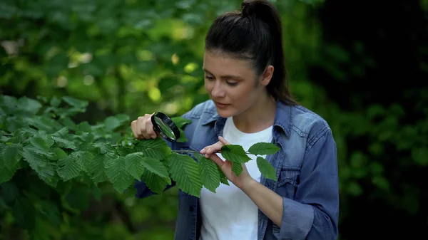 Femme Caucasienne Regardant Les Feuilles Arbre Travers Loupe Recherche Sur — Photo