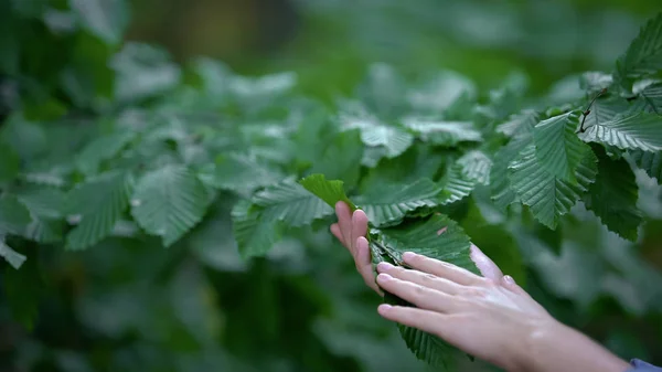 Mulher Mão Tocando Folhas Árvores Cuidados Naturalistas Ambiente Seguro Ecologia — Fotografia de Stock