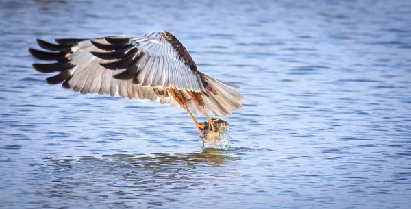 Circo Aeruginosus Voló Lejos Con Pez Grande Que Acababa Coger —  Fotos de Stock