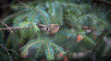 Ladin dalında oturan altın arma Regulus Regulus Avrupa 'nın doğadaki en küçük ötücü kuşudur. Altın arma, Kinglet ailesinde geçen çok küçük bir kuş türüdür. En iyi fotoğraf.