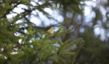 Ladin dalında oturan altın arma Regulus Regulus Avrupa 'nın doğadaki en küçük ötücü kuşudur. Altın arma, Kinglet ailesinde geçen çok küçük bir kuş türüdür. En iyi fotoğraf.