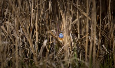 Beyaz benekli Luscinia svecica siyanekülü saz sapında, en iyi fotoğraf.