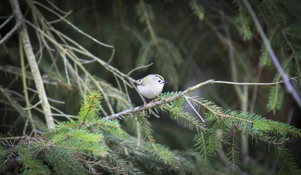 Goldcrest Sitting Spruce Twig Regulus Regulus European Smallest Songbird Nature — стокове фото