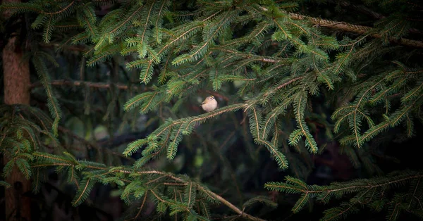 Zlatý Hřeben Sedící Smrkové Větvičce Regulus Regulus Nejmenší Evropský Zpěvný — Stock fotografie