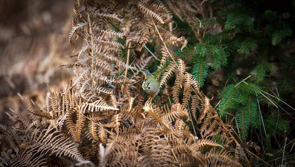 Goldcrest Sitting Spruce Twig Regulus Regulus European Smallest Songbird Nature — ストック写真