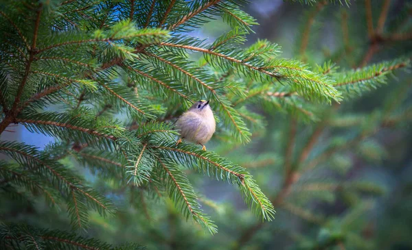 Goldcrest Sitting Spruce Twig Regulus Regulus European Smallest Songbird Nature — стоковое фото