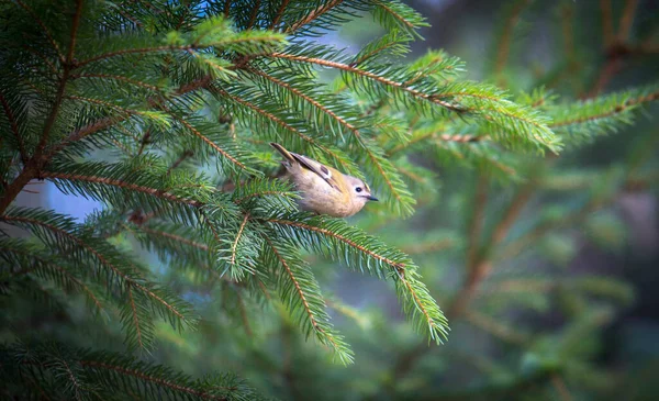 Goldcrest Sitting Spruce Twig Regulus Regulus European Smallest Songbird Nature — стоковое фото