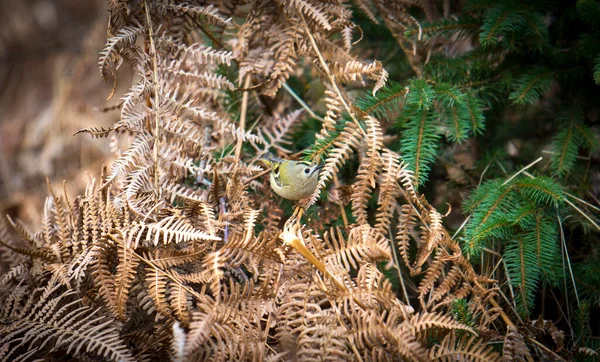 Goldcrest Sitting Spruce Twig Regulus Regulus European Smallest Songbird Nature — стокове фото
