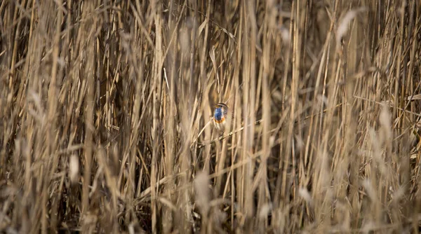 White Spotted Bluethroat Luscinia Svecica Cyanecula Reed Stalk Best Photo — Stock Photo, Image