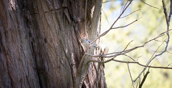 European Pied Flycatcher Ficedula Hypoleuca Ramo Della Foresta Foto Migliore — Foto Stock