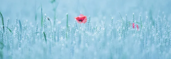 Roter Mohn Leuchtet Einem Grünen Feld Das Beste Foto — Stockfoto