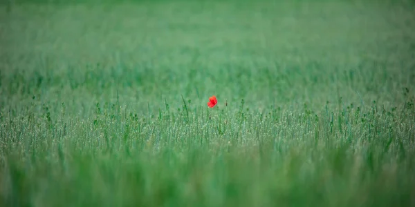 赤いケシは緑の野に輝いていて最高の写真です — ストック写真