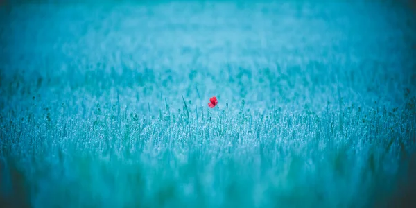 Roter Mohn Leuchtet Einem Grünen Feld Das Beste Foto — Stockfoto