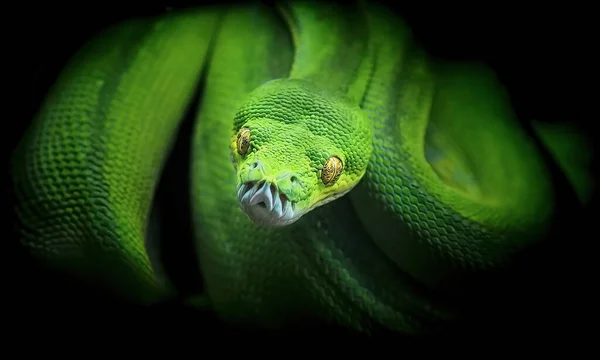 Morelia Viridis Serpiente Verde Python Árbol Mira Los Ojos Espera —  Fotos de Stock