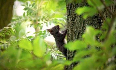 Sincap ağaca tırmanıyor ve etrafında çok güzel yeşil yapraklar var. En iyi fotoğraf.