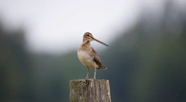 Common Snipe Gallinago Gallinago牧草地やハエで食べ物を探していて 木製の棒に座っています 最高の写真 — ストック写真