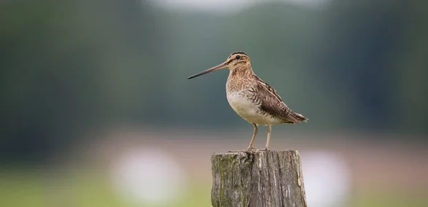 Comum Snipe Gallinago Gallinago Procura Comida Prado Voa Senta Postes — Fotografia de Stock