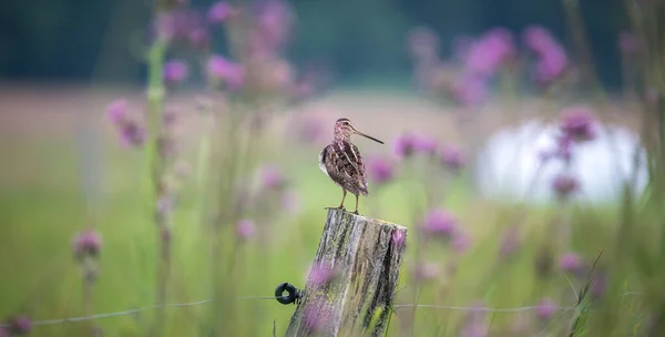 Common Snipe Gallinago Gallinago 초원과 파리에서 먹이를 사진인 기둥에 — 스톡 사진