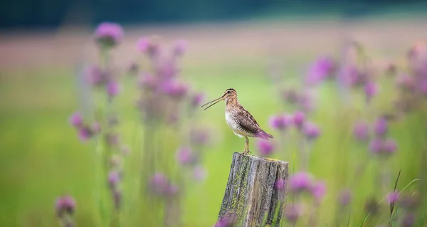 Common Snipe Gallinago Gallinago 초원과 파리에서 먹이를 사진인 기둥에 — 스톡 사진