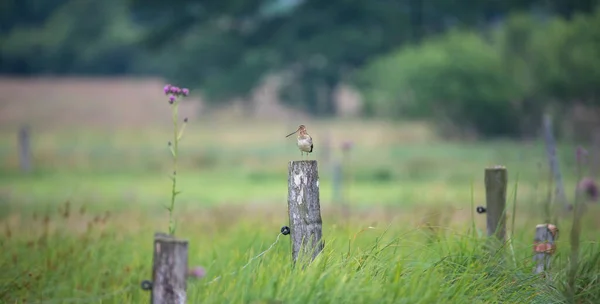 Common Snipe Gallinago Gallinago 초원과 파리에서 먹이를 사진인 기둥에 — 스톡 사진