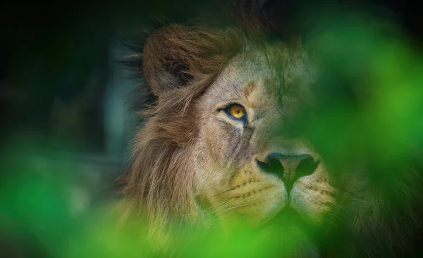 Lejonet Berber Rovdjur Ansikte Nad Farlig Syn Det Bästa Fotot — Stockfoto