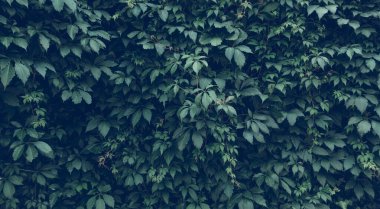 bitki yapısının bıraktığı arkaplan, en iyi fotoğraf