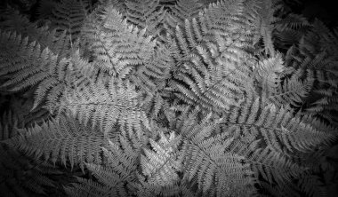 Hangi arkaplan parantez yapısı, en iyi fotoğraf