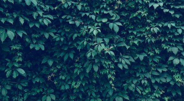 Hintergrund Den Die Struktur Der Pflanzenblätter Das Beste Foto — Stockfoto