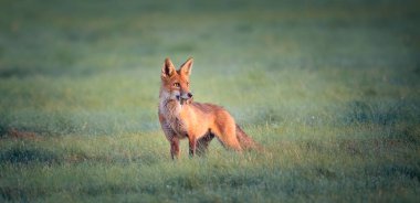 Kızıl Tilki Vulpes çayırda bir fare yakaladı ve yakaladığı en iyi fotoğrafla etrafa baktı.