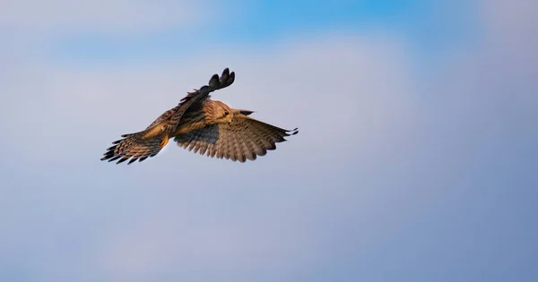 Falco Tinnunculus Kijkt Toe Tijdens Vlucht Zoekt Zijn Prooi Beste — Stockfoto