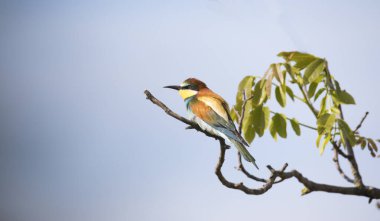 Bir ağaç dalında oturan Avrupalı arı yiyici, en iyi pohoto.