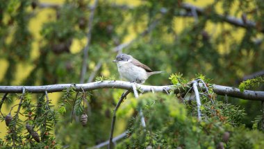 Daha az beyaz boğazlı vahşi Sylvia Curruca bir ağacın dalına tünemiş, en iyi fotoğraf.