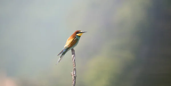 Comedor Abelhas Europeu Sentado Galho Árvore Melhor Pohoto — Fotografia de Stock