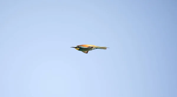 Avrupalı Arı Yiyiciler Çiftler Halinde Gökyüzünde Uçarlar Iyi Fotoğraf — Stok fotoğraf