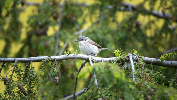 Daha az beyaz boğazlı vahşi Sylvia Curruca bir ağacın dalına tünemiş, en iyi fotoğraf.