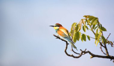 Bir ağaç dalında oturan Avrupalı arı yiyici, en iyi pohoto.