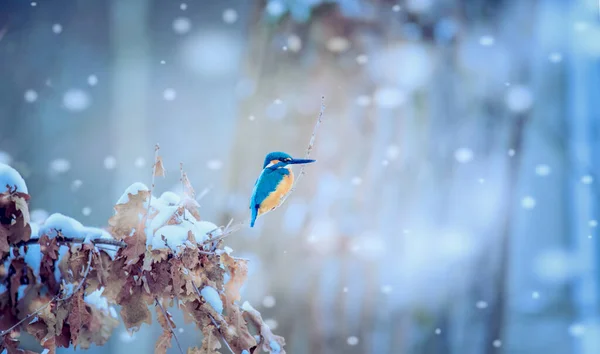 Mycket Trevligt Vinterlandskap Med Kungsfiskare Det Bästa Fotot — Stockfoto