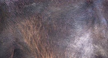 Fil derisinin temsil edildiği arka plan, en iyi fotoğraf.