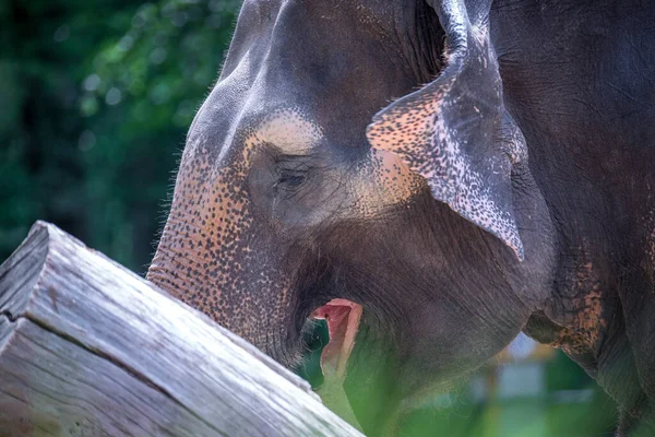 Elephant Rests Hides Tree Best Photo — Stock Photo, Image