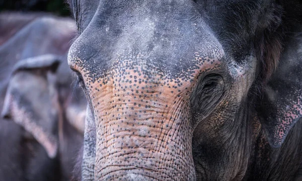 Amazing Detail Elephant Head Eye Best Photo — Stock Photo, Image