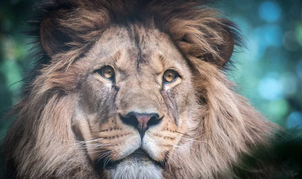 Lion Prédateur Berbère Face Une Vue Dangereuse Meilleure Photo — Photo