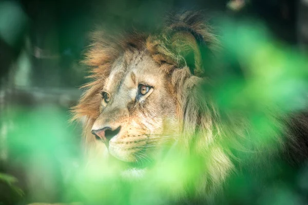 Leone Del Predatore Berbero Faccia Nad Vista Pericolosa Migliore Foto — Foto Stock