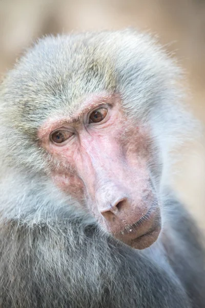 Papio Hamadryas Mandril Ruge Con Boca Abierta Dientes Afilados Son — Foto de Stock