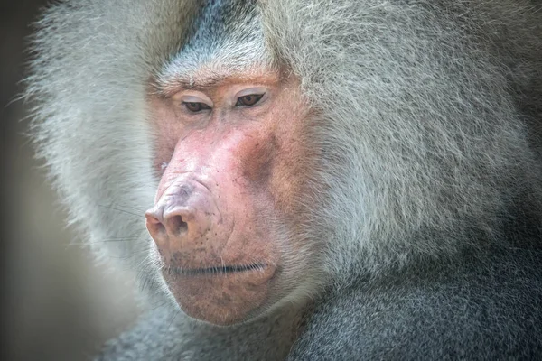 Papio Hamadryas Mandril Ruge Con Boca Abierta Dientes Afilados Son — Foto de Stock