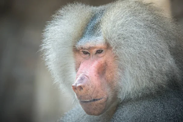 Papio Hamadryas Mandril Ruge Con Boca Abierta Dientes Afilados Son — Foto de Stock