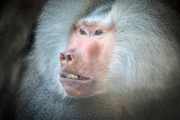 Papio hamadryas ya da babun kükremesi ağzı açık, keskin dişleri görünür, hepsi siyah arkaplanda, en iyi fotoğraf.