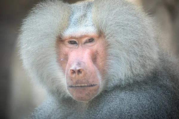 Papio Hamadryas Mandril Ruge Con Boca Abierta Dientes Afilados Son — Foto de Stock