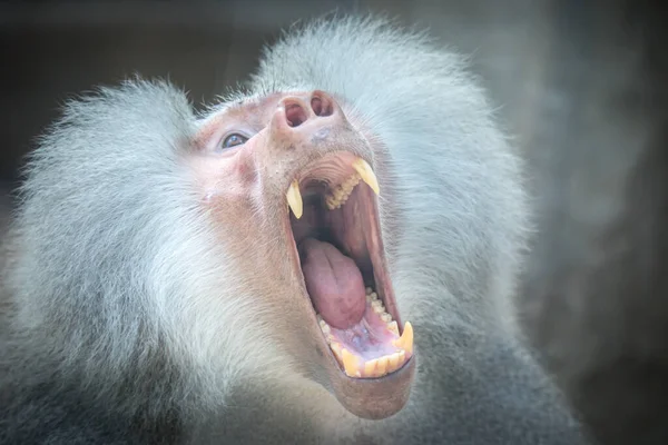 Papio Hamadryas Oder Der Pavian Brüllt Mit Offenem Maul Scharfe — Stockfoto